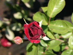 Kletterrose 'Naheglut' -Deutschland Garten Funk Verkaufs-Shop kletterrose naheglut m009431 w 0