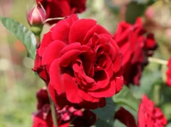 Kletterrose 'Naheglut' -Deutschland Garten Funk Verkaufs-Shop kletterrose naheglut m009431 w 1