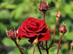 Kletterrose 'Naheglut' -Deutschland Garten Funk Verkaufs-Shop kletterrose naheglut m009431 w 10