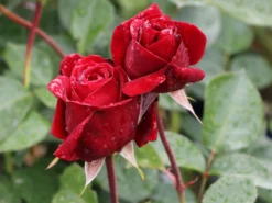 Kletterrose 'Naheglut' -Deutschland Garten Funk Verkaufs-Shop kletterrose naheglut m009431 w 2