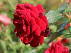 Kletterrose 'Naheglut' -Deutschland Garten Funk Verkaufs-Shop kletterrose naheglut m009431 w 4