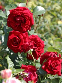 Kletterrose 'Naheglut' -Deutschland Garten Funk Verkaufs-Shop kletterrose naheglut m009431 w 5