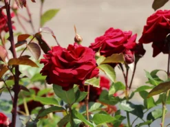 Kletterrose 'Naheglut' -Deutschland Garten Funk Verkaufs-Shop kletterrose naheglut m009431 w 6