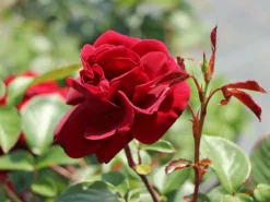 Kletterrose 'Naheglut' -Deutschland Garten Funk Verkaufs-Shop kletterrose naheglut m009431 w 8