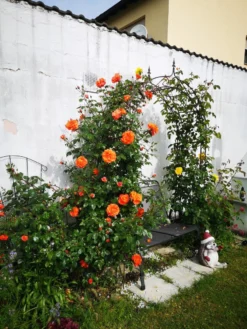 Kletterrose 'Naranga' ® -Deutschland Garten Funk Verkaufs-Shop kletterrose naranga m113613 1221967 0