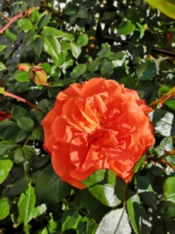 Kletterrose 'Naranga' ® -Deutschland Garten Funk Verkaufs-Shop kletterrose naranga m113613 1221967 1