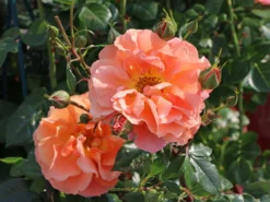 Kletterrose 'Naranga' ® -Deutschland Garten Funk Verkaufs-Shop kletterrose naranga m113613 w 1