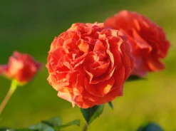 Kletterrose 'Naranga' ® -Deutschland Garten Funk Verkaufs-Shop kletterrose naranga m113613 w 2