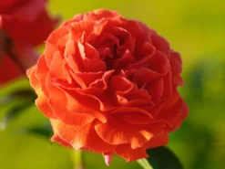 Kletterrose 'Naranga' ® -Deutschland Garten Funk Verkaufs-Shop kletterrose naranga m113613 w 3