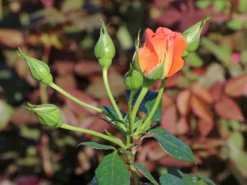 Kletterrose 'Naranga' ® -Deutschland Garten Funk Verkaufs-Shop kletterrose naranga m113613 w 5