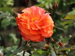 Kletterrose 'Naranga' ® -Deutschland Garten Funk Verkaufs-Shop kletterrose naranga m113613 w 6