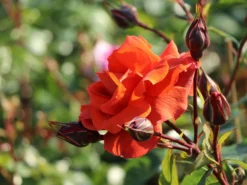 Kletterrose 'Naranga' ® -Deutschland Garten Funk Verkaufs-Shop kletterrose naranga m113613 w 7