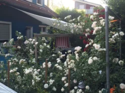 Kletterrose 'New Dawn' -Deutschland Garten Funk Verkaufs-Shop kletterrose new dawn m002664 1338879 0