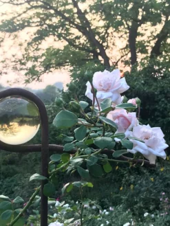 Kletterrose 'New Dawn' -Deutschland Garten Funk Verkaufs-Shop kletterrose new dawn m002664 193676 0