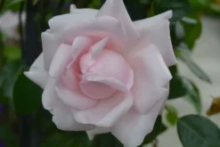 Kletterrose 'New Dawn' -Deutschland Garten Funk Verkaufs-Shop kletterrose new dawn m002664 271123 1