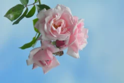 Kletterrose 'New Dawn' -Deutschland Garten Funk Verkaufs-Shop kletterrose new dawn m002664 271123 2