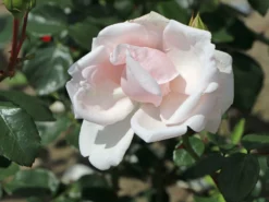 Kletterrose 'New Dawn' -Deutschland Garten Funk Verkaufs-Shop kletterrose new dawn m002664 w 0