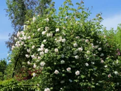 Kletterrose 'New Dawn' -Deutschland Garten Funk Verkaufs-Shop kletterrose new dawn m002664 w 10