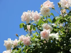 Kletterrose 'New Dawn' -Deutschland Garten Funk Verkaufs-Shop kletterrose new dawn m002664 w 12