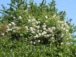 Kletterrose 'New Dawn' -Deutschland Garten Funk Verkaufs-Shop kletterrose new dawn m002664 w 13