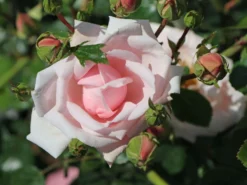 Kletterrose 'New Dawn' -Deutschland Garten Funk Verkaufs-Shop kletterrose new dawn m002664 w 2