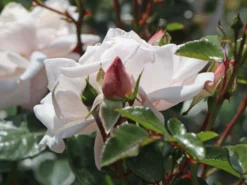 Kletterrose 'New Dawn' -Deutschland Garten Funk Verkaufs-Shop kletterrose new dawn m002664 w 3