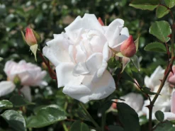 Kletterrose 'New Dawn' -Deutschland Garten Funk Verkaufs-Shop kletterrose new dawn m002664 w 4