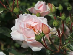 Kletterrose 'New Dawn' -Deutschland Garten Funk Verkaufs-Shop kletterrose new dawn m002664 w 5