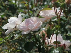 Kletterrose 'New Dawn' -Deutschland Garten Funk Verkaufs-Shop kletterrose new dawn m002664 w 6