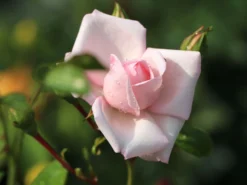 Kletterrose 'New Dawn' -Deutschland Garten Funk Verkaufs-Shop kletterrose new dawn m002664 w 7