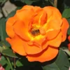 Kletterrose 'Orange Dawn'