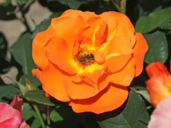 Kletterrose 'Orange Dawn'