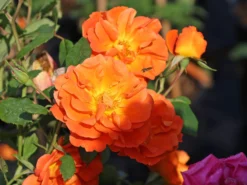 Kletterrose 'Orange Dawn' -Deutschland Garten Funk Verkaufs-Shop kletterrose orange dawn m073964 w 0
