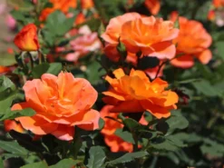 Kletterrose 'Orange Dawn' -Deutschland Garten Funk Verkaufs-Shop kletterrose orange dawn m073964 w 1