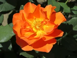 Kletterrose 'Orange Dawn' -Deutschland Garten Funk Verkaufs-Shop kletterrose orange dawn m073964 w 2