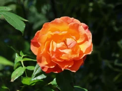Kletterrose 'Orange Dawn' -Deutschland Garten Funk Verkaufs-Shop kletterrose orange dawn m073964 w 3