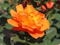 Kletterrose 'Orange Dawn' -Deutschland Garten Funk Verkaufs-Shop kletterrose orange dawn m073964 w 4