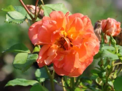 Kletterrose 'Orange Dawn' -Deutschland Garten Funk Verkaufs-Shop kletterrose orange dawn m073964 w 8