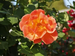 Kletterrose 'Orange Dawn' -Deutschland Garten Funk Verkaufs-Shop kletterrose orange dawn m073964 w 9