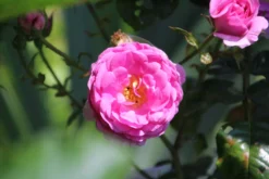 Kletterrose 'Ozeana' ® -Deutschland Garten Funk Verkaufs-Shop kletterrose ozeana m101954 506742 0