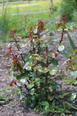 Kletterrose 'Ozeana' ® -Deutschland Garten Funk Verkaufs-Shop kletterrose ozeana m101954 506742 1