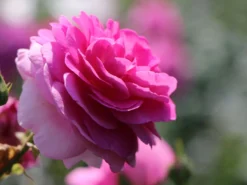 Kletterrose 'Ozeana' ®