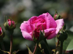 Kletterrose 'Ozeana' ® -Deutschland Garten Funk Verkaufs-Shop kletterrose ozeana m101954 w 1