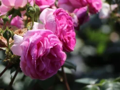 Kletterrose 'Ozeana' ® -Deutschland Garten Funk Verkaufs-Shop kletterrose ozeana m101954 w 2