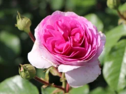 Kletterrose 'Ozeana' ® -Deutschland Garten Funk Verkaufs-Shop kletterrose ozeana m101954 w 3