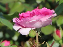 Kletterrose 'Ozeana' ® -Deutschland Garten Funk Verkaufs-Shop kletterrose ozeana m101954 w 4