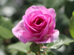 Kletterrose 'Ozeana' ® -Deutschland Garten Funk Verkaufs-Shop kletterrose ozeana m101954 w 6