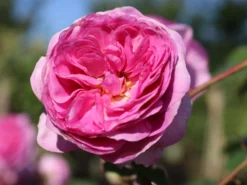Kletterrose 'Ozeana' ® -Deutschland Garten Funk Verkaufs-Shop kletterrose ozeana m101954 w 7