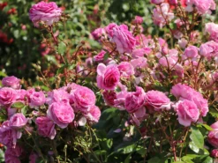 Kletterrose 'Ozeana' ® -Deutschland Garten Funk Verkaufs-Shop kletterrose ozeana m101954 w 8