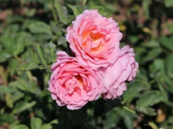 Kletterrose 'Papi Delbard' ®